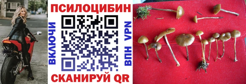 хочу наркоту  Навашино  Псилоцибиновые грибы Psilocybe 
